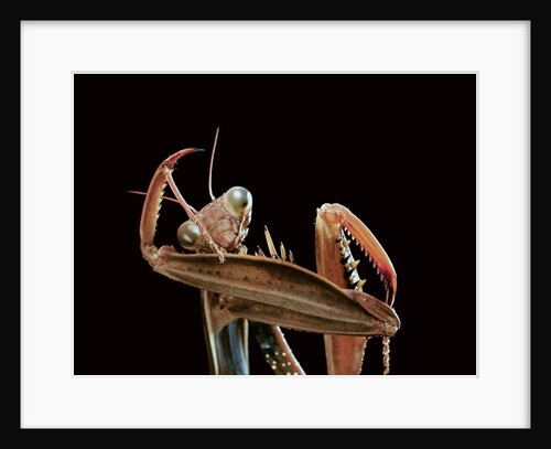 Mantis religiosa (praying mantis) - cleaning itself by Anonymous
