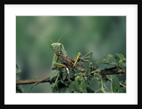Mantis religiosa (praying mantis) - feeding on a grasshopper by Anonymous