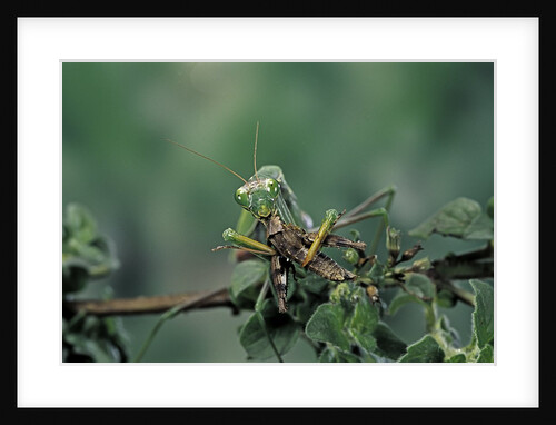 Mantis religiosa (praying mantis) - feeding on a grasshopper by Anonymous
