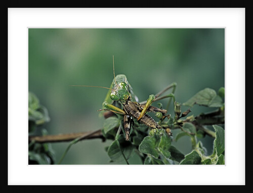 Mantis religiosa (praying mantis) - feeding on a grasshopper by Anonymous