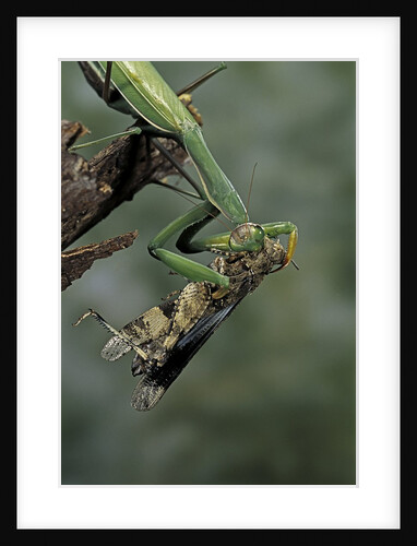Mantis religiosa (praying mantis) - feeding on a grasshopper by Anonymous