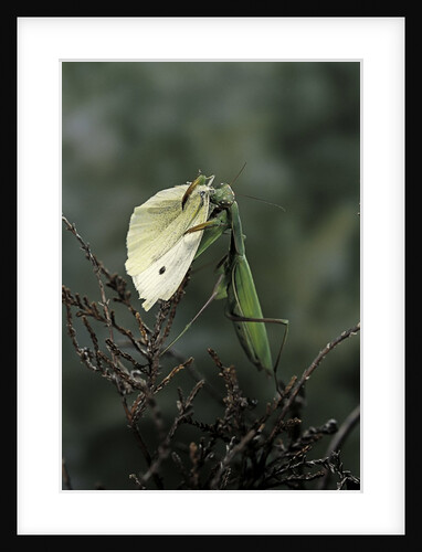 Mantis religiosa (praying mantis) - feeding on a butterfly by Anonymous