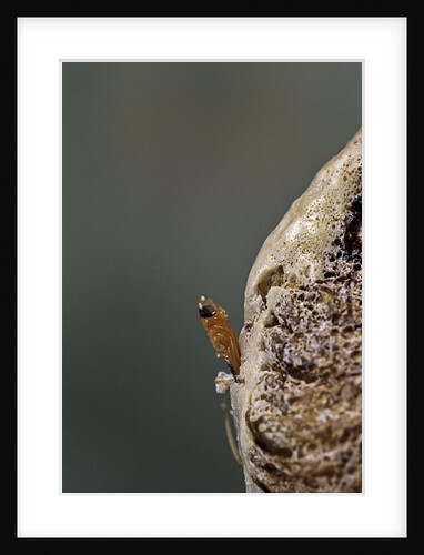 Mantis religiosa (praying mantis) - hatching by Anonymous