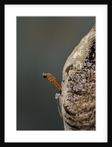Mantis religiosa (praying mantis) - hatching by Anonymous