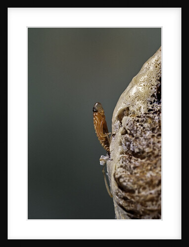 Mantis religiosa (praying mantis) - hatching by Anonymous