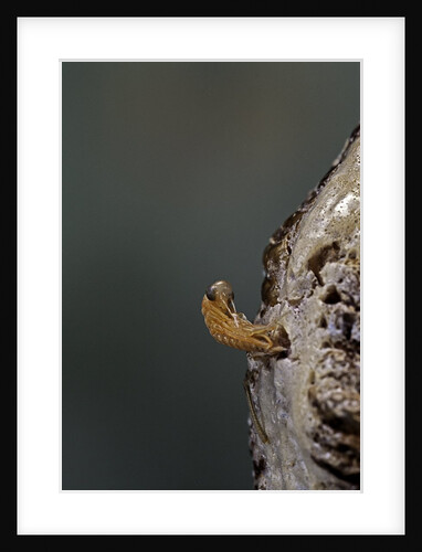 Mantis religiosa (praying mantis) - hatching by Anonymous