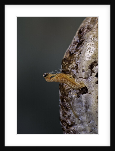Mantis religiosa (praying mantis) - hatching by Anonymous