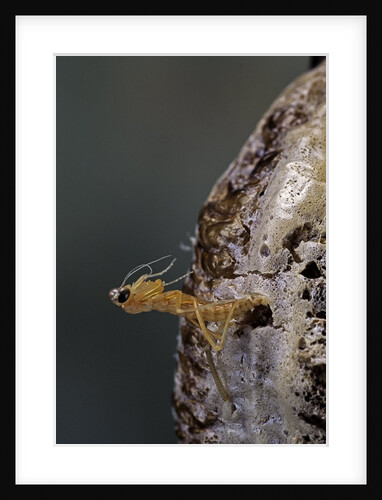 Mantis religiosa (praying mantis) - hatching by Anonymous