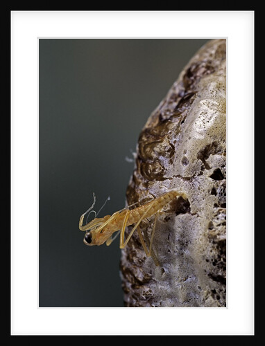 Mantis religiosa (praying mantis) - hatching by Anonymous