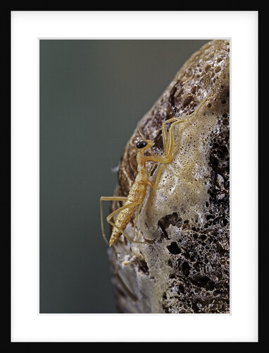 Mantis religiosa (praying mantis) - hatching by Anonymous
