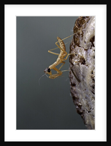 Mantis religiosa (praying mantis) - larva newly emerged from ootheca by Anonymous