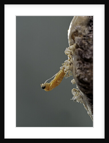 Mantis religiosa (praying mantis) - hatching by Anonymous