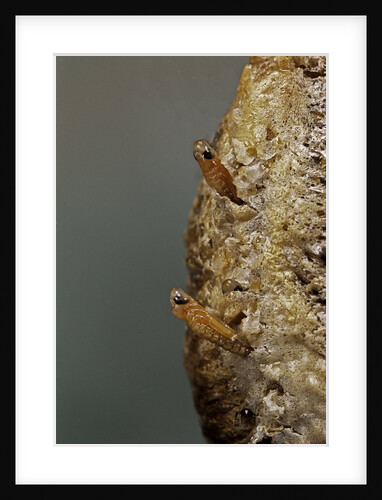 Mantis religiosa (praying mantis) - hatching by Anonymous