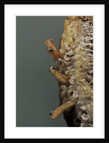 Mantis religiosa (praying mantis) - hatching by Anonymous