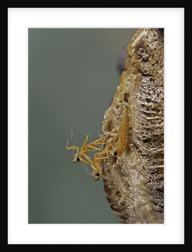Mantis religiosa (praying mantis) - hatching by Anonymous