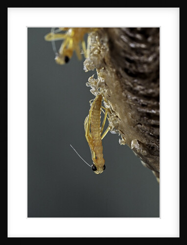 Mantis religiosa (praying mantis) - hatching by Anonymous