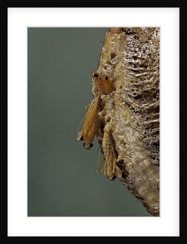 Mantis religiosa (praying mantis) - hatching by Anonymous