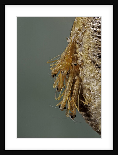 Mantis religiosa (praying mantis) - hatching by Anonymous