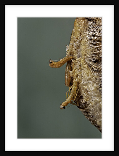 Mantis religiosa (praying mantis) - hatching by Anonymous