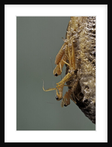 Mantis religiosa (praying mantis) - hatching by Anonymous