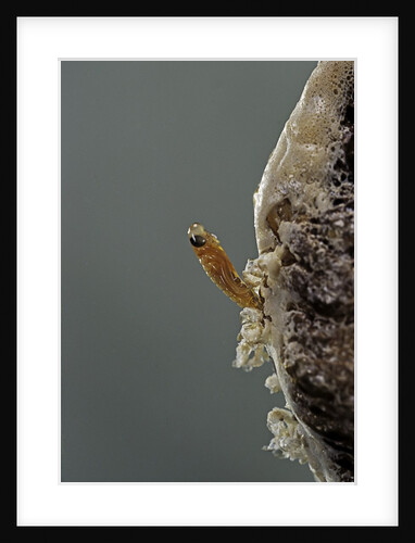 Mantis religiosa (praying mantis) - hatching by Anonymous