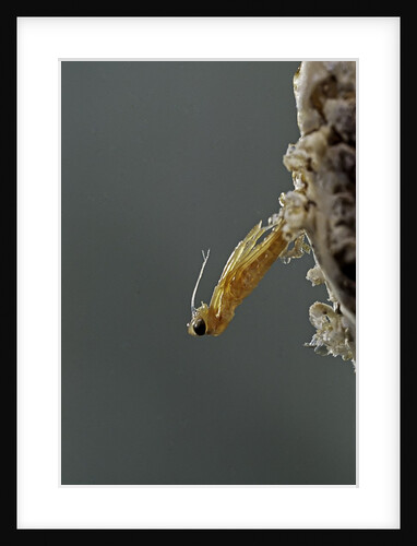 Mantis religiosa (praying mantis) - hatching by Anonymous