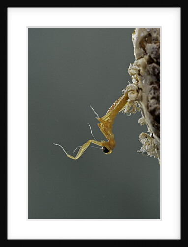Mantis religiosa (praying mantis) - hatching by Anonymous