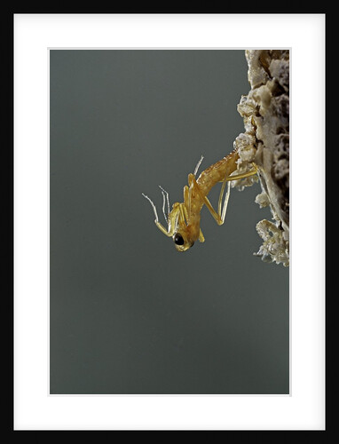 Mantis religiosa (praying mantis) - hatching by Anonymous