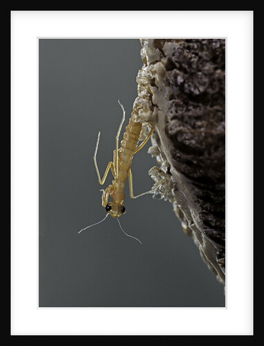 Mantis religiosa (praying mantis) - hatching by Anonymous