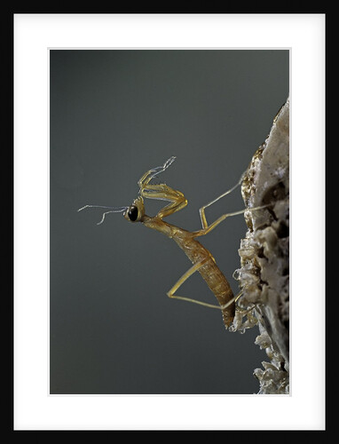 Mantis religiosa (praying mantis) - larva newly emerged from ootheca by Anonymous