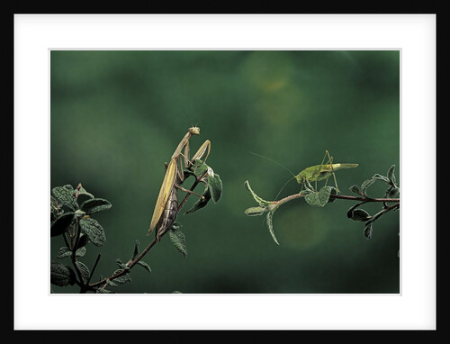 Mantis religiosa (praying mantis) - watching its prey by Anonymous