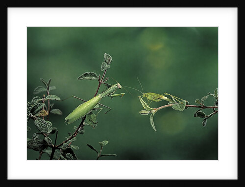 Mantis religiosa (praying mantis) - watching its prey by Anonymous
