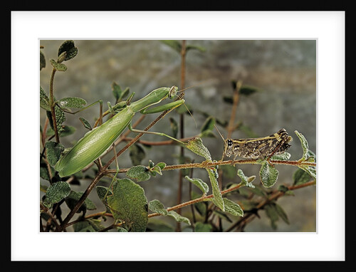Mantis religiosa (praying mantis) - watching its prey by Anonymous