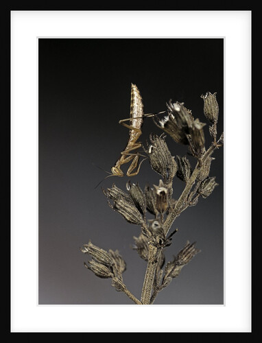 Mantis religiosa (praying mantis) - larva by Anonymous