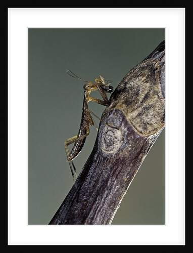 Mantis religiosa (praying mantis) - larva eating on a fly by Anonymous