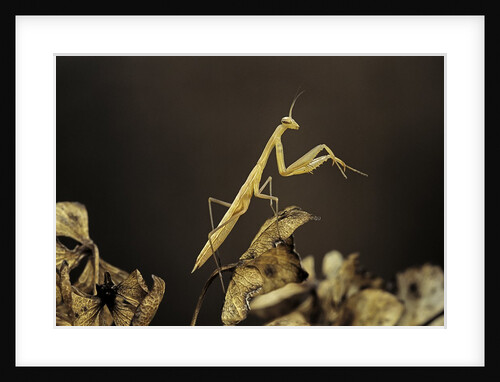 Mantis religiosa (praying mantis) - larva by Anonymous
