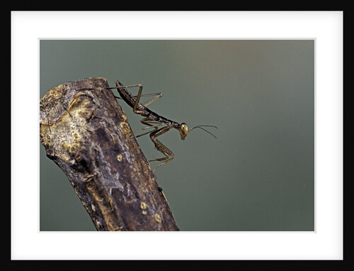 Mantis religiosa (praying mantis) - larva by Anonymous