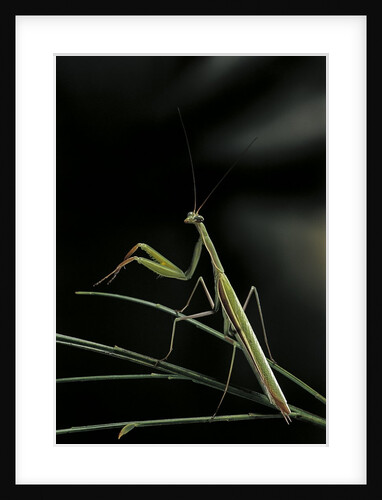 Mantis religiosa (praying mantis) - male by Anonymous