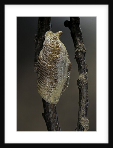 Mantis religiosa (praying mantis) - ootheca by Anonymous