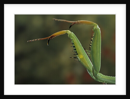 Mantis religiosa (praying mantis) - forelegs by Anonymous