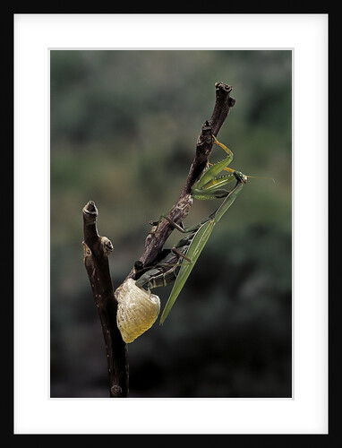 Mantis religiosa (praying mantis) - laying by Anonymous