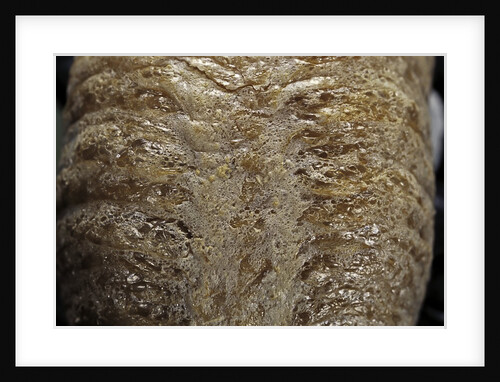Mantis religiosa (praying mantis) - ootheca detail by Anonymous