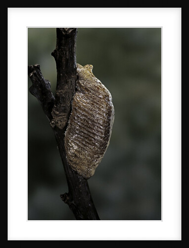 Mantis religiosa (praying mantis) - ootheca by Anonymous