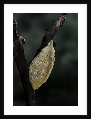 Mantis religiosa (praying mantis) - recently laid ootheca by Anonymous