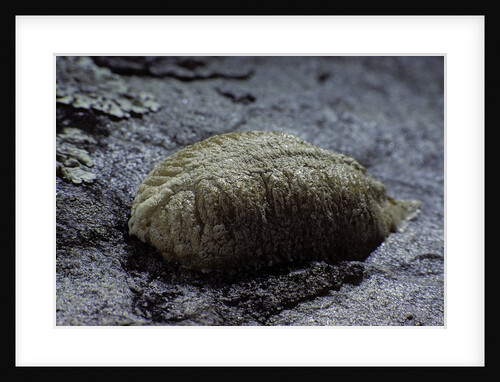 Mantis religiosa (praying mantis) - ootheca on a stone by Anonymous