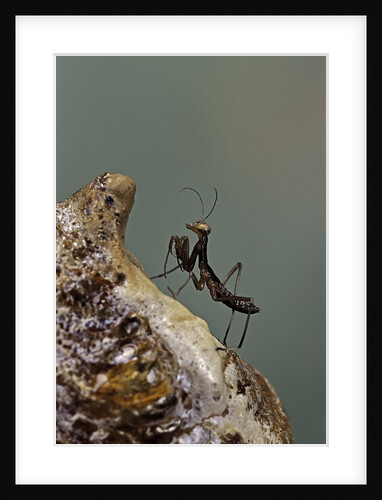 Mantis religiosa (praying mantis) - very young larva on its egg case by Anonymous