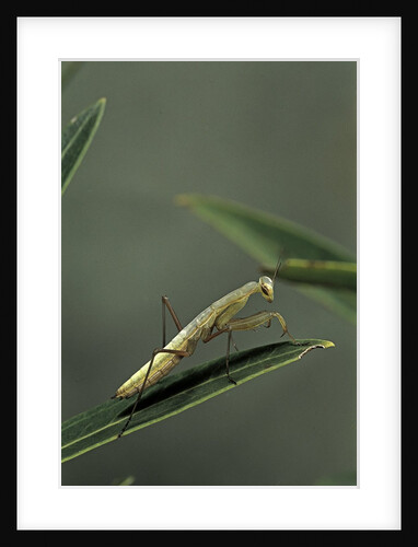 Mantis religiosa (praying mantis) - larva by Anonymous