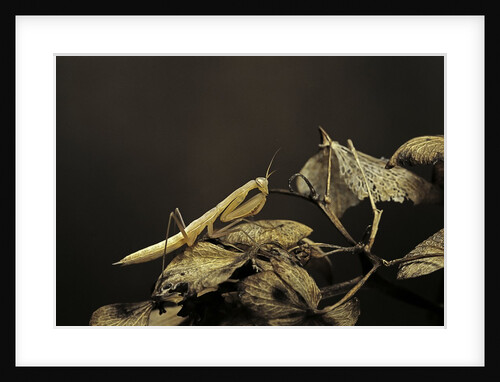 Mantis religiosa (praying mantis) - larva by Anonymous