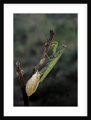 Mantis religiosa (praying mantis) - laying by Anonymous