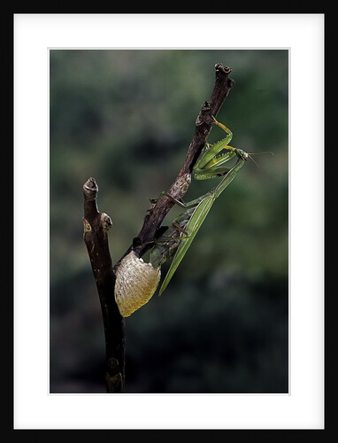 Mantis religiosa (praying mantis) - laying by Anonymous